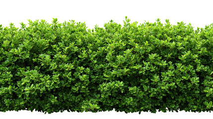 Fototapeta premium Bushy green hedge Transparent background, PNG file