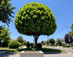 Lush Evergreen Tree with Sapling Urban Planter