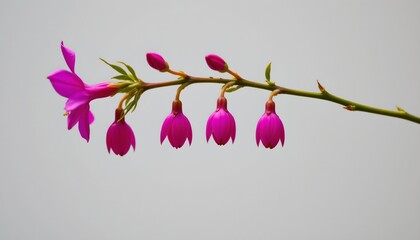 Delicate Pink Flower Blossoms Light Background