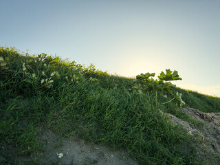 Cesped tras la luz del sol 