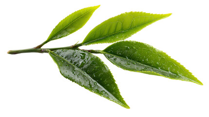 Obraz premium Close-up of green tea leaves Transparent background, PNG file