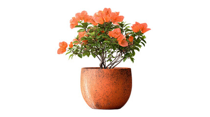 Naklejka premium Colorful flowering plant in ceramic pot Transparent background, PNG file