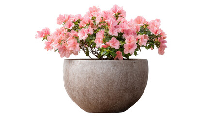 Naklejka premium Ceramic planter with blooming pink flowers Transparent background, PNG file