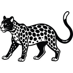 Fototapeta premium Black and White Spotted Leopard