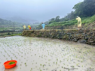 Rice field scenery in Taiwan