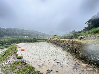 Rice field scenery in Taiwan