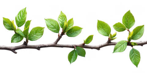 Close up of a tree branch with fresh green leaves unfurling in early spring showcasing new growth and the delicate beauty of nature isolated on transparent background