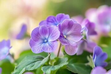 Obraz premium Close-up of delicate, light purple flowers with blurred background