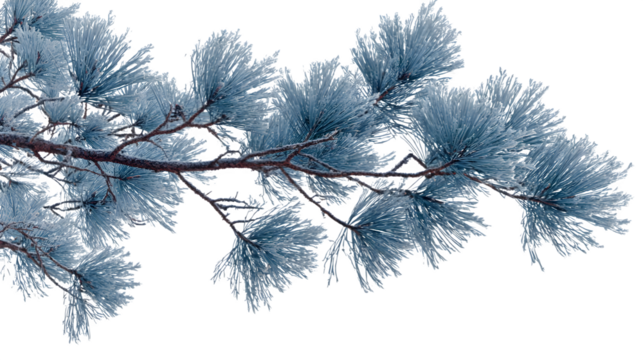 Frosted Pine Branch