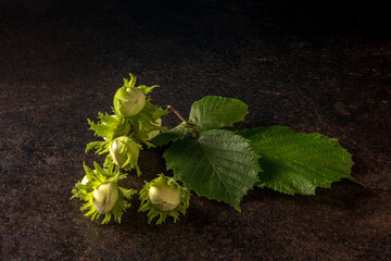 Artistic presentation of fresh forest nuts on dark background in low-key photography
