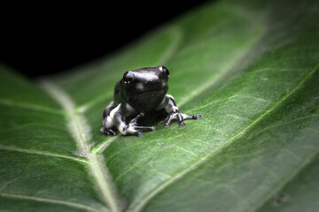a froglet Amazon milk frog (Trachycephalus resinifictrix) on green leaves, a froglet Mission golden-eyed tree frog closeup on leaves