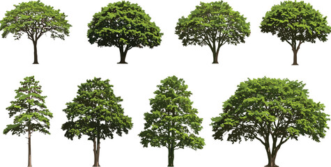 Set of realistic green trees isolated on white background, ideal for eco design, landscape planning, nature art, and architectural projects.