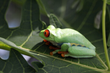 Red-eyed tree frog climbing on green leaves, red-eyed tree frog (Agalychnis callidryas) closeup on leaves, Beautiful Red-eyed tree frog, Red-eyed tree frog closeup