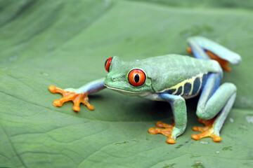 Red-eyed tree frog climbing on green leaves, red-eyed tree frog (Agalychnis callidryas) closeup on leaves, Beautiful Red-eyed tree frog, Red-eyed tree frog closeup