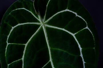 Large leaf Anthurium magnificum close up on a dark background. . Hybrid, tropical plant family Araceae. Favorite hobby Selective focus.