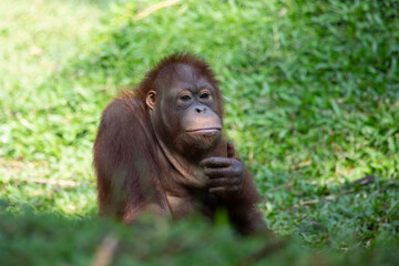 Young orangutan in nature reserve, The baby of Orangutan which is an animal native to the Indonesian rainforest