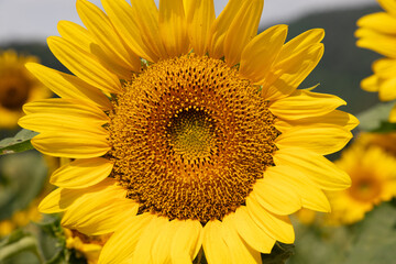 Fototapeta premium 大輪のひまわりのクローズアップ