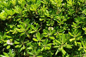Nature view green leaf on greenery background. Green leaves background.