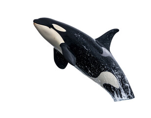 Leaping Orca Mid-Air with Splashes, Dynamic Marine Mammal Pose, Isolated on White Background