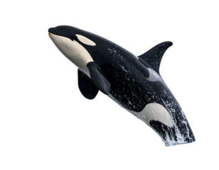 Leaping Orca Mid-Air with Splashes, Dynamic Marine Mammal Pose, Isolated on White Background