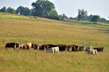 Weiderinder im Sommer