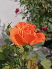 red rose in garden