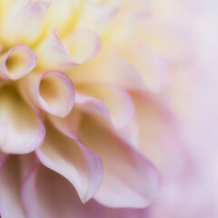 Obraz premium Delicate dahlia flower displays soft shades of pink, purple, and yellow colors