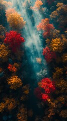 Colorful Autumn Forest with Sunlight Rays Filtering Through Tree Canopy