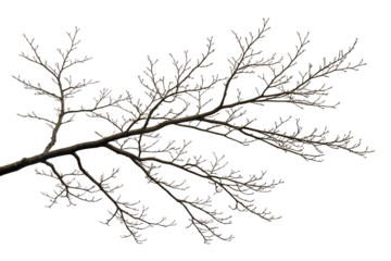 Frozen winter branches isolated on transparent background