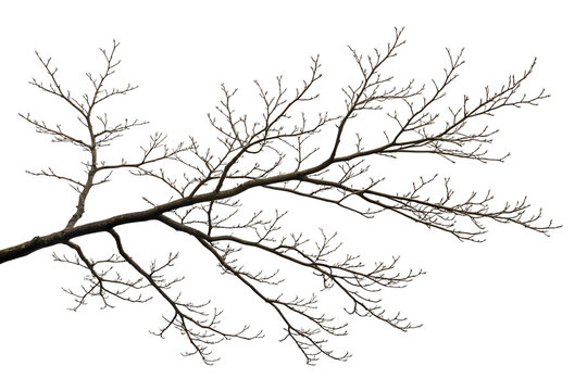 Frozen winter branches isolated on transparent background - Powered by Adobe