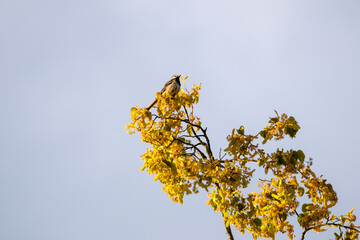 Small songbird, White wagtail, perched on blooming linden branch against clear sky. A tiny bird...