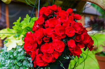 Vibrant Red Begonia Flowers in a Hanging Garden Basket. Bright red begonia flowers in full bloom,...