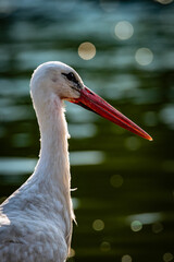 white stork in the water