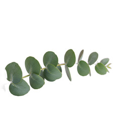 Obraz premium branch with green leaves isolated on transparent background