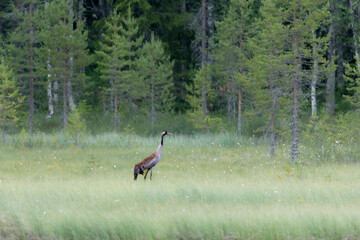 A common crane (Grus grus) in typical Swedish landscape – open terrain with wetland, captured in natural daylight.