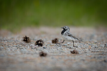 White wagtail (Motacilla alba) standing on the ground in natural surroundings – typical behavior in open terrain under daylight.