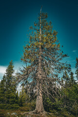 Spruce tree (Picea abies) in Swedish landscape, standing alone in natural surroundings under a blue...