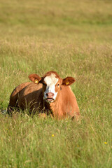 Weiderinder im Sommer