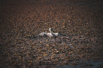 White stork stuck in mud