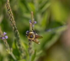 Bee pollinating a purple flower