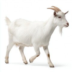 A single, elegant white goat gracefully walking, showcasing its horns and beard. The goat appears healthy and alert, possibly a Saanen breed.