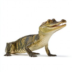 Naklejka premium A fascinating view of a young alligator with sharp teeth and an intriguing gaze. The image captures the raw beauty of nature, highlighting the unique features of this reptile