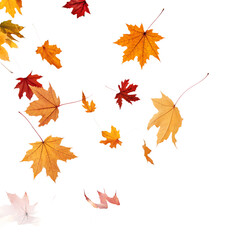 Fototapeta premium Autumn Leaves Falling – Scattered Transparent Background PNG 