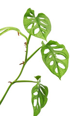 Monstera obliqua leaves, Tropical foliage  isolated on white background, with clipping path © DEWINs
