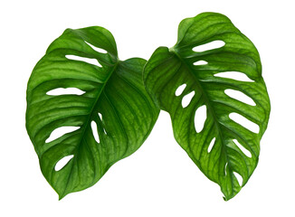 Monstera obliqua leaves, Tropical foliage  isolated on white background, with clipping path © DEWINs
