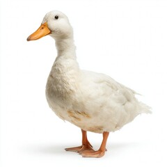 Obraz premium A beautiful domestic duck with white feathers. The duck has an orange beak and webbed feet