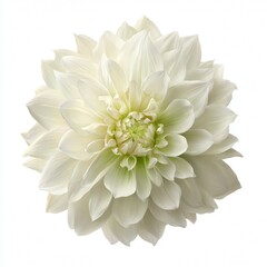 A close-up of a pristine white Dahlia flower, radiating purity and beauty. The delicate petals are perfectly arranged in a spherical shape, creating a captivating visual display. The soft.