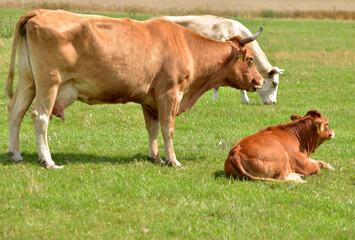 Weiderinder im Sommer