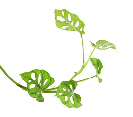 Monstera obliqua leaves, Tropical foliage  isolated on white background, with clipping path © DEWINs