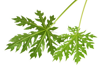 Papaya leaf, Green papaya leaves Tropical foliage isolated on white background with clipping path